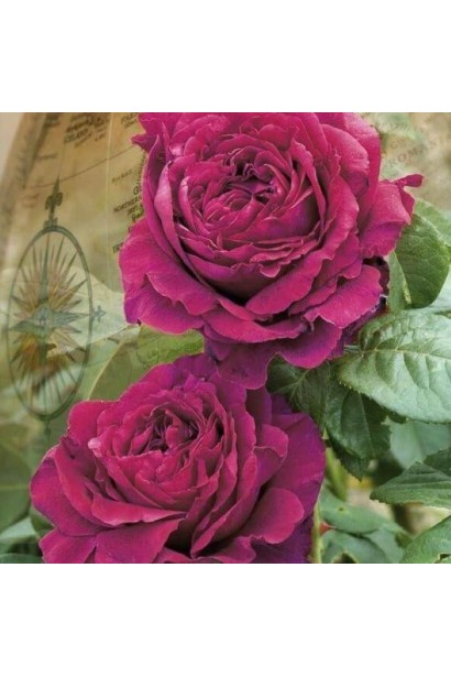  Rose La Rose des 4 Vents